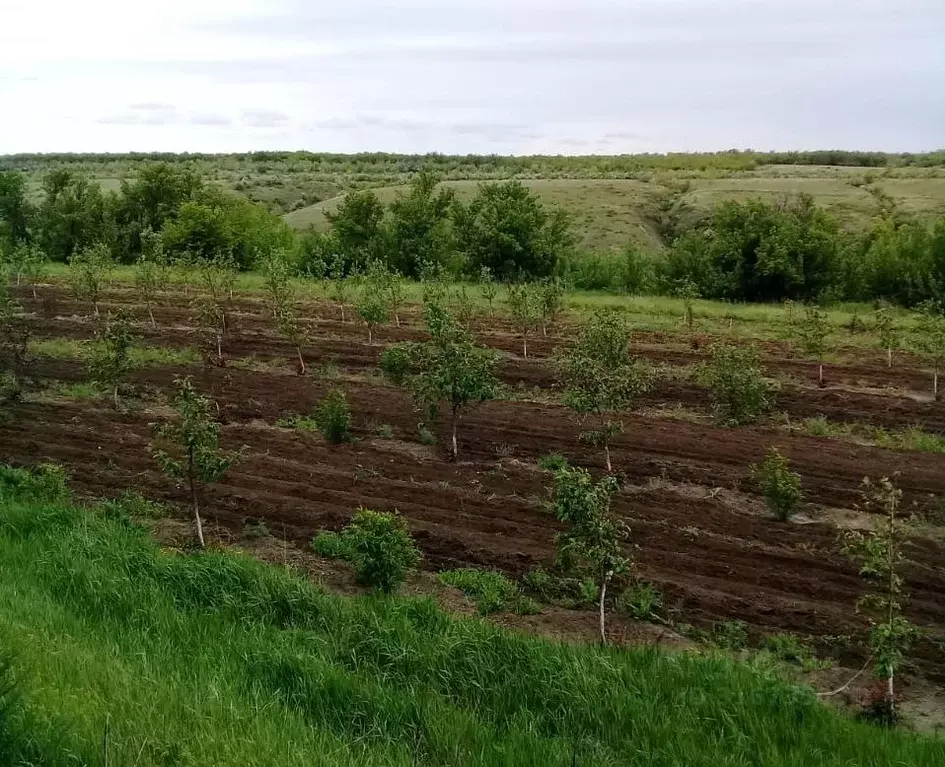 Участок в Волгоградская область, Дубовский район, Стрельношироковское ... - Фото 1