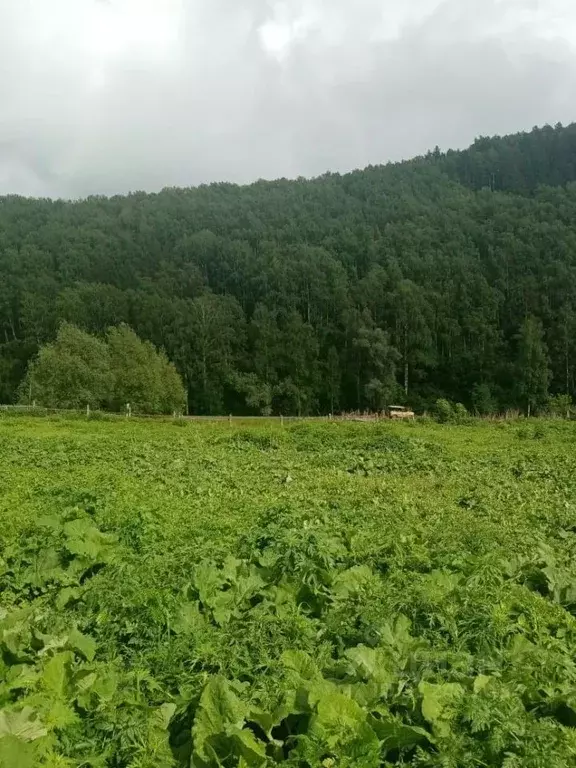 Участок в Алтайский край, Бийск пл. 9 Января, 4 (32.0 сот.) - Фото 0