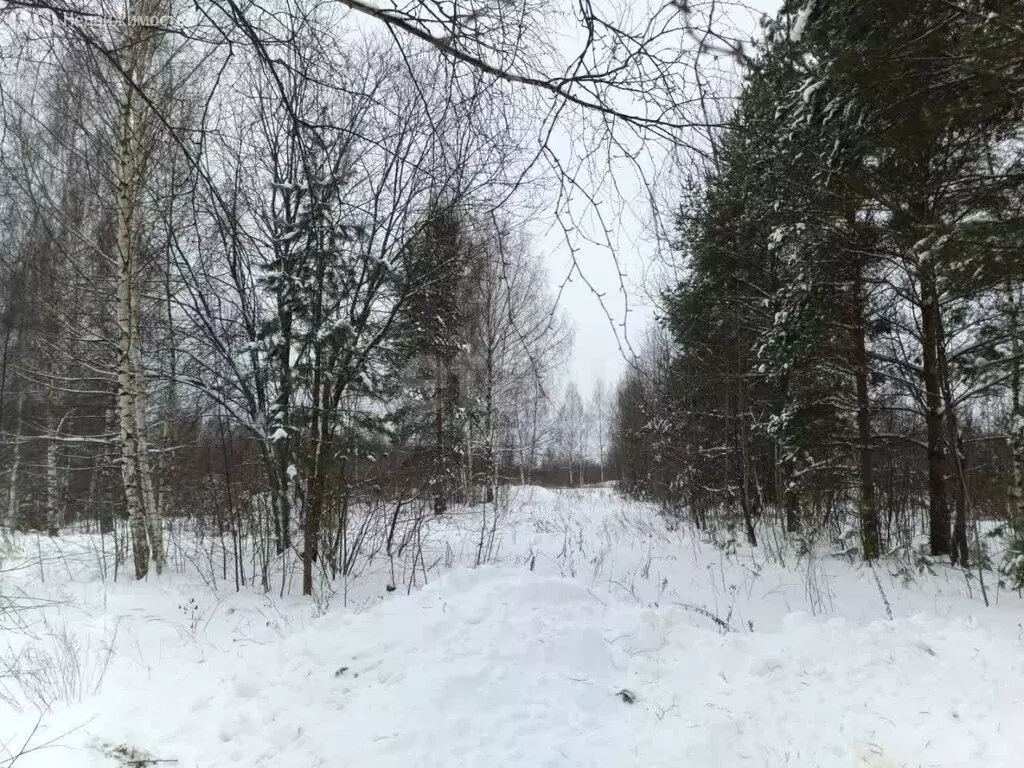 Участок в Ярославский муниципальный округ, СНТ Силикатчик-2, Рябиновая ... - Фото 2