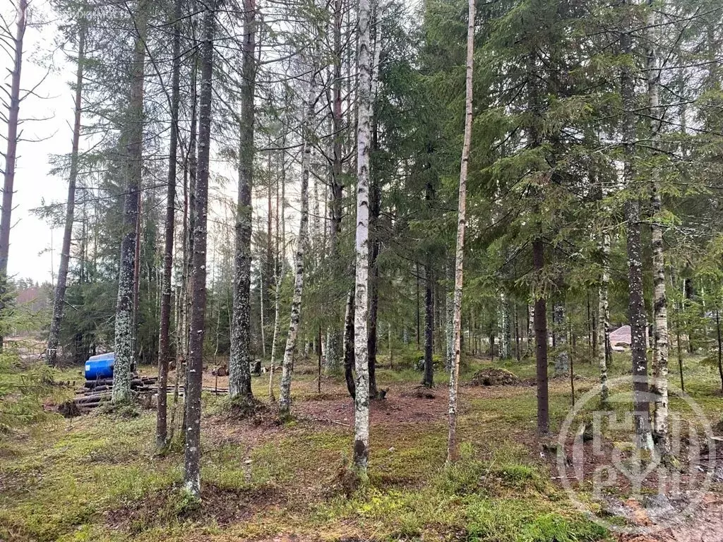 Участок в Выборгский район, Полянское сельское поселение, СПК Поляны ... - Фото 1