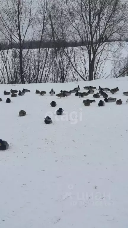 Участок в Новгородская область, Новгородский район, Ермолинское с/пос, ... - Фото 0