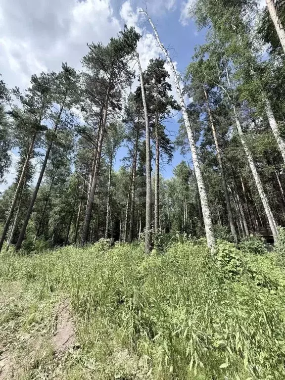 Участок в Новосибирская область, Новосибирск Лесной Берег тер., 68 ... - Фото 1