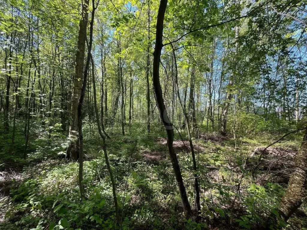 Участок в Москва № 154 кв-л, 94 (6.0 сот.) - Фото 2