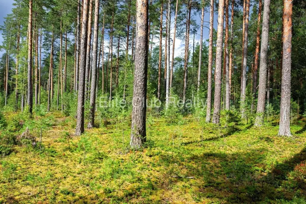 Участок в Санкт-Петербург, Санкт-Петербург, Зеленогорск ул. Танкистов ... - Фото 0
