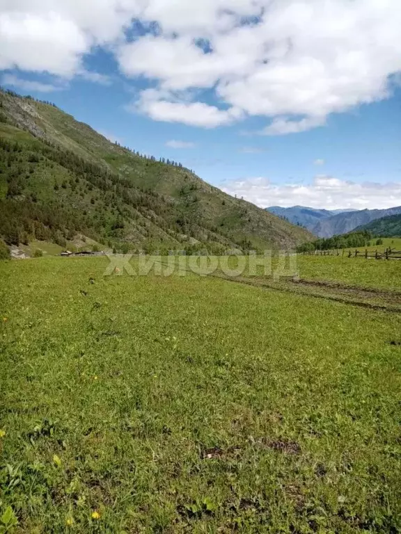Участок в Алтай, Чемальский район, с. Ороктой ул. Центральная (340.0 ... - Фото 0