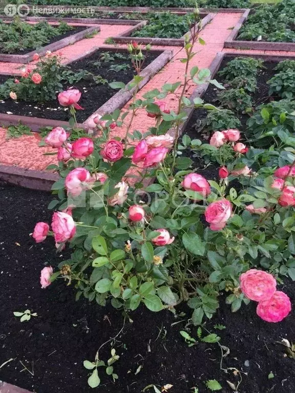 Участок в Новосибирск, садовое товарищество Садовод, 291 (10 м) - Фото 2