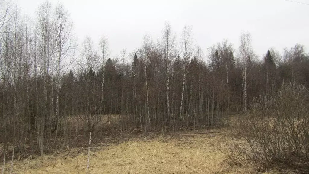 Участок в Московская область, Рузский муниципальный округ, д. Большие ... - Фото 0