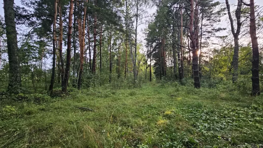 Участок в Московская область, Раменский муниципальный округ, Фенино ... - Фото 1