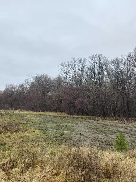 Участок в Орловская область, Мценский район, Подмокринское с/пос, д. ... - Фото 1