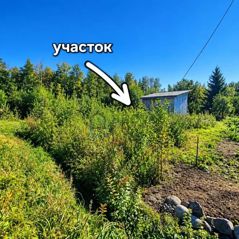 Участок в Ленинградская область, Приозерский район, Ларионовское ... - Фото 2