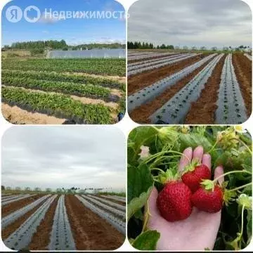 Участок в Московская область, Рузский муниципальный округ, деревня ... - Фото 1