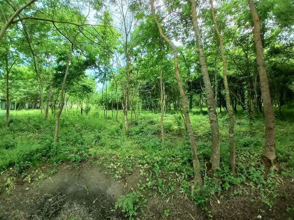 Участок в Краснодарский край, Северский район, Смоленское с/пос, ... - Фото 2