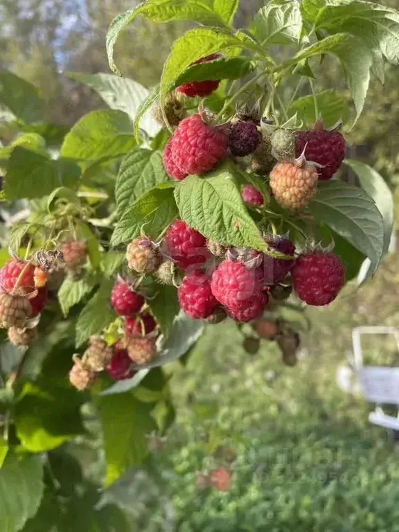 Дом в Вологодская область, Совет садоводческое товарищество ул. ... - Фото 2