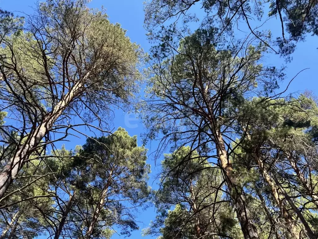 Участок в Курганская область, Кетовский муниципальный округ, пос. ... - Фото 2