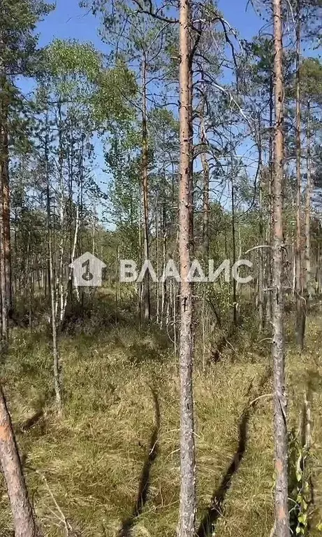 Участок в Санкт-Петербург Ново-Ковалево тер.,  (7.0 сот.) - Фото 1