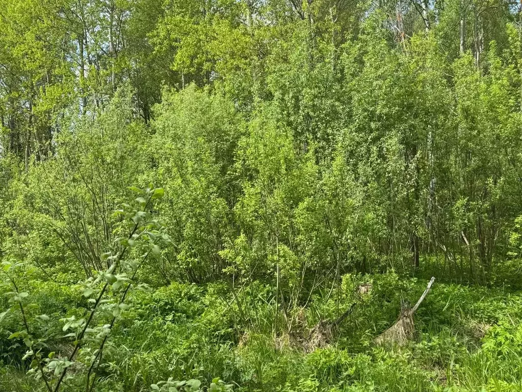 Участок в Московская область, Богородский городской округ, д. Ново  ... - Фото 1