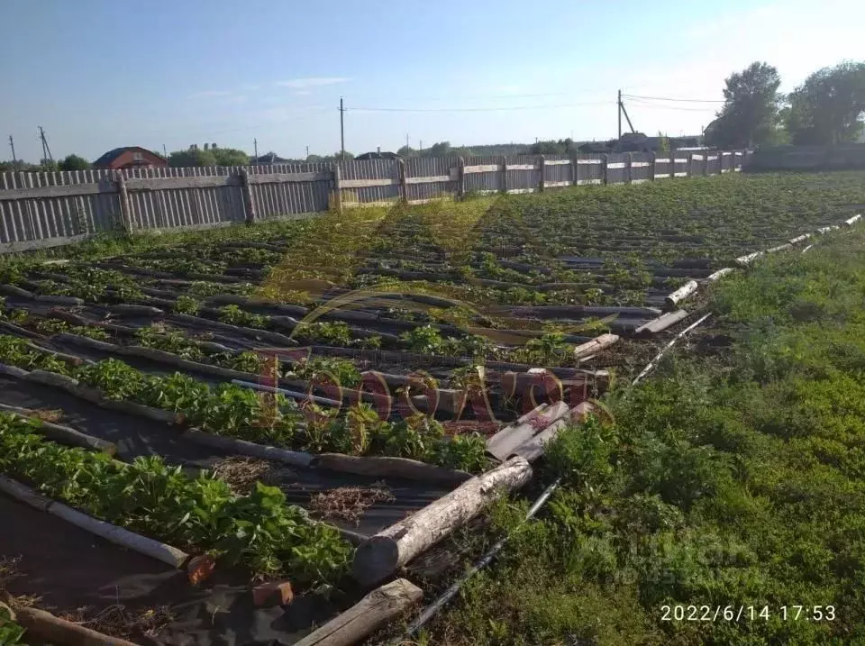 Участок в Воронежская область, Борисоглебский городской округ, пос. ... - Фото 2