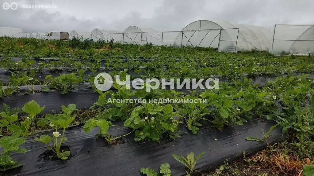 Участок в Ставропольский край, Предгорный муниципальный округ, село ... - Фото 2