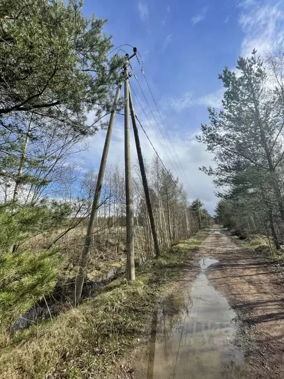 Участок в Ленинградская область, Выборгский район, Красносельское ... - Фото 1