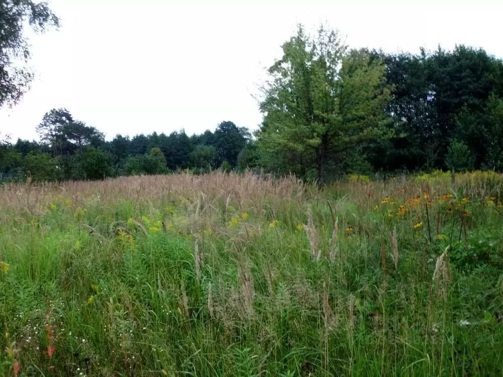 Участок в Брянская область, Фокино Зеленый бор ТСН, 1 (11.0 сот.) - Фото 1