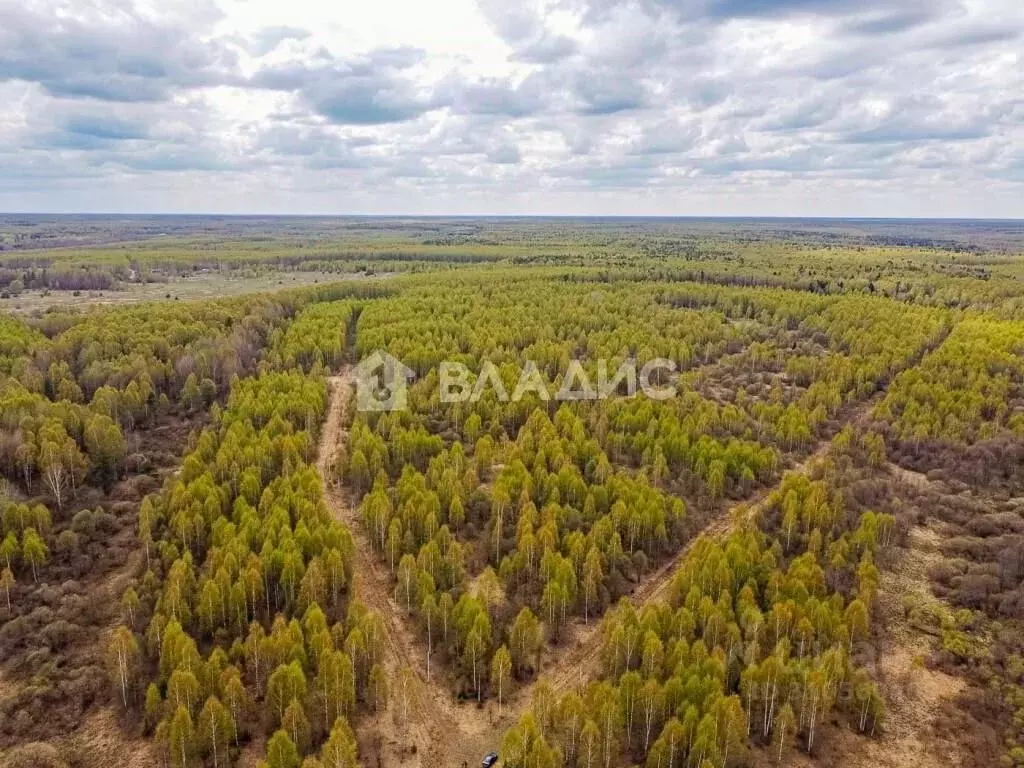 Участок в Владимирская область, Судогодский район, Головинское ... - Фото 1