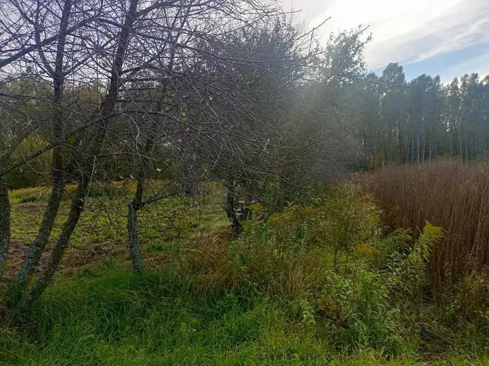 Участок в Курская область, Железногорский район, Разветьевский ... - Фото 2