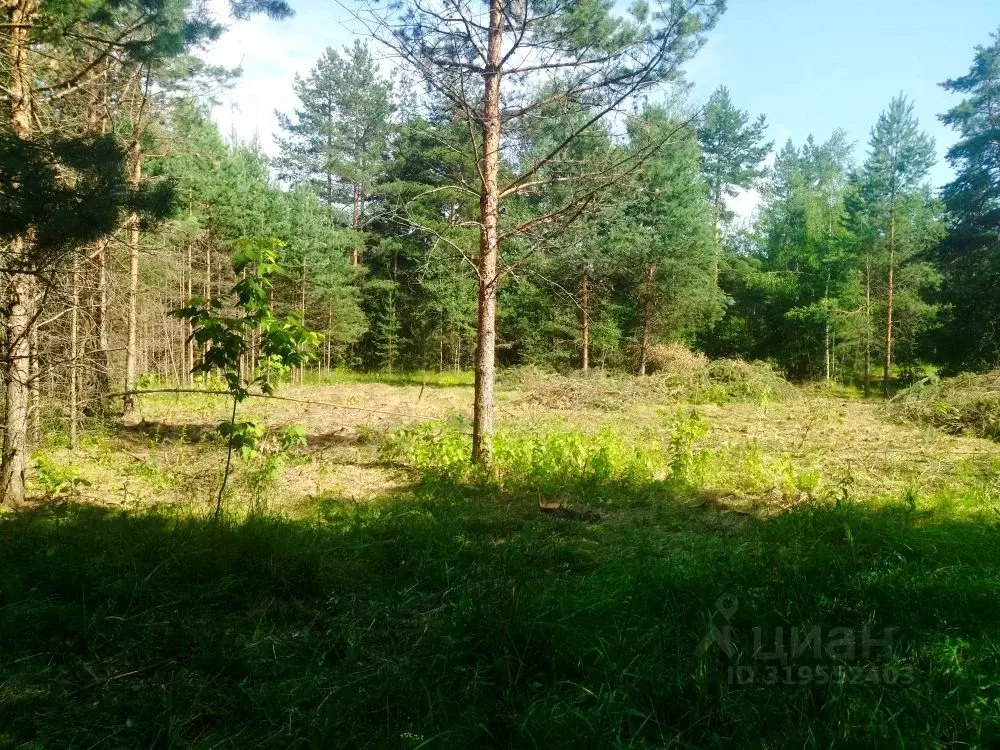 Участок в Московская область, Орехово-Зуевский городской округ, д. ... - Фото 0