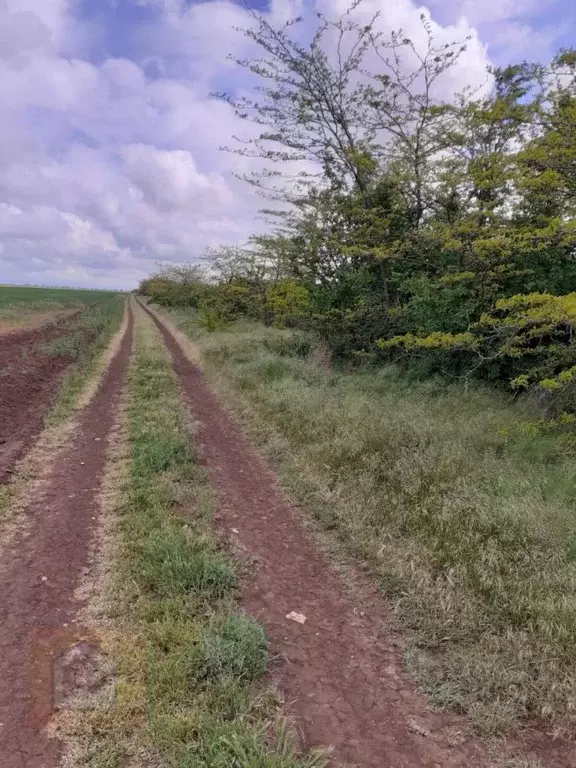 Участок в Крым, Сакский район, Молочненское с/пос, Молочненский ... - Фото 2