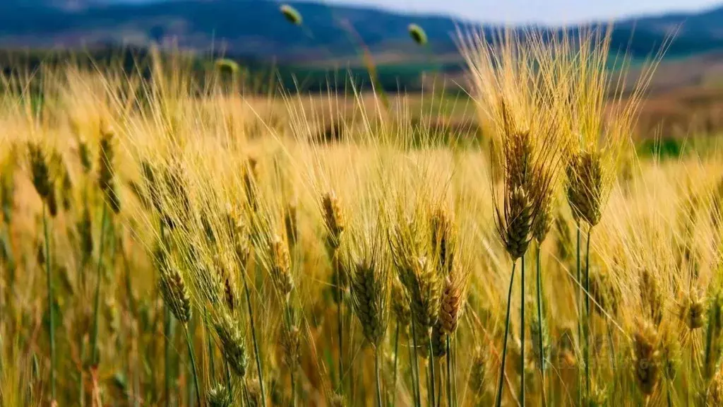 Участок в Новосибирская область, Коченевский район, д. Новоотрубное  ... - Фото 1