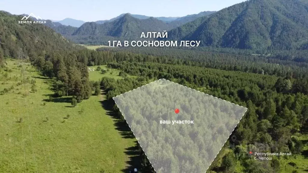 Участок в Алтай, Чемальский район, с. Чепош  (1.0 га.) - Фото 2