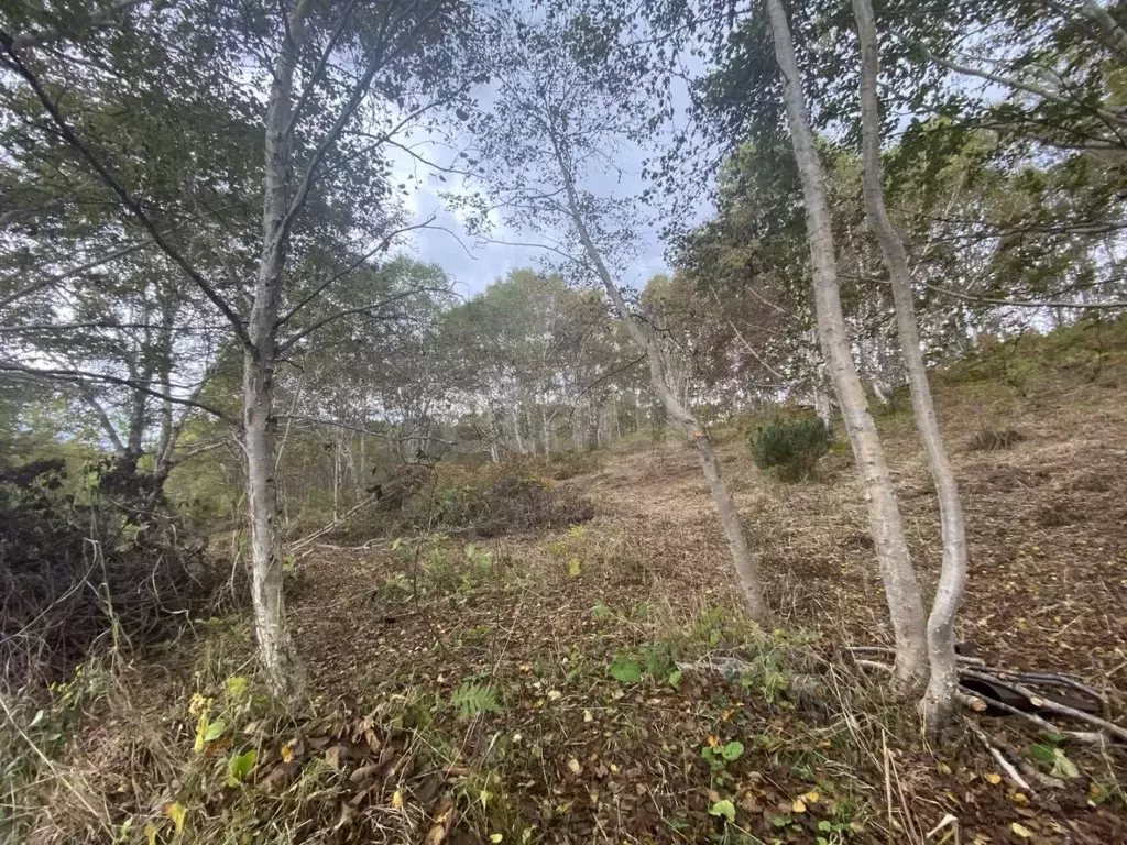 Участок в Камчатский край, Елизовский муниципальный округ, Солодок СНТ ... - Фото 1