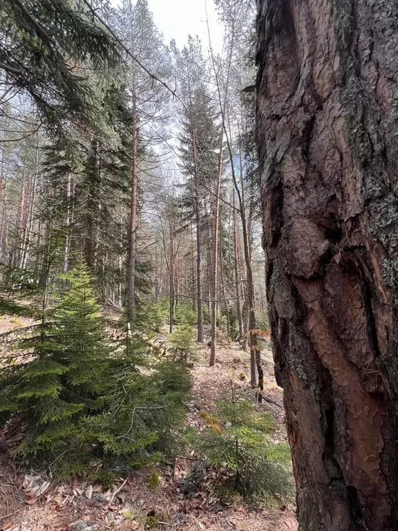 Участок в Карачаево-Черкесия, Зеленчукский район, с. Архыз  (10.0 ... - Фото 2