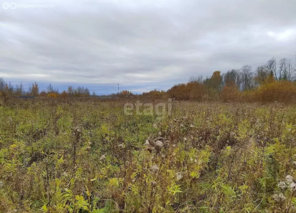 Участок в Вындиноостровское сельское поселение, деревня Болотово (20 ... - Фото 2