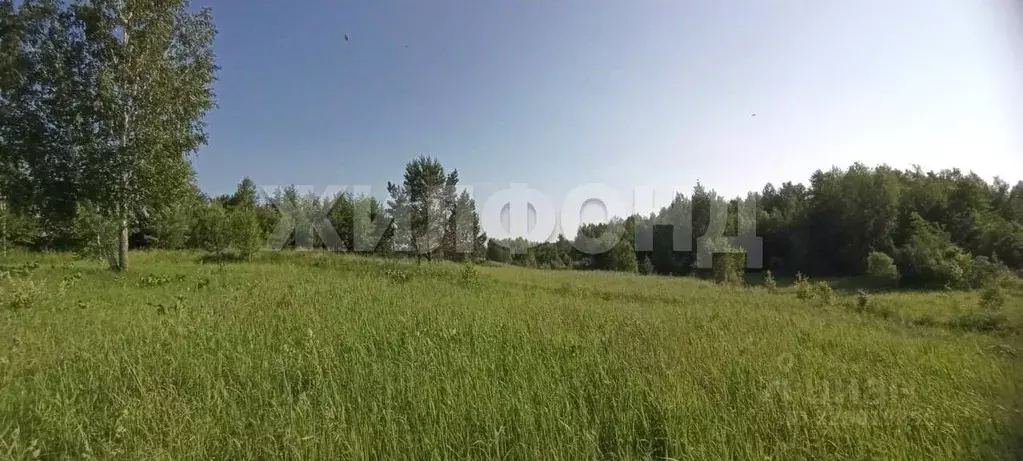 Участок в Новосибирская область, Новосибирский район, Кудряшовский ... - Фото 1