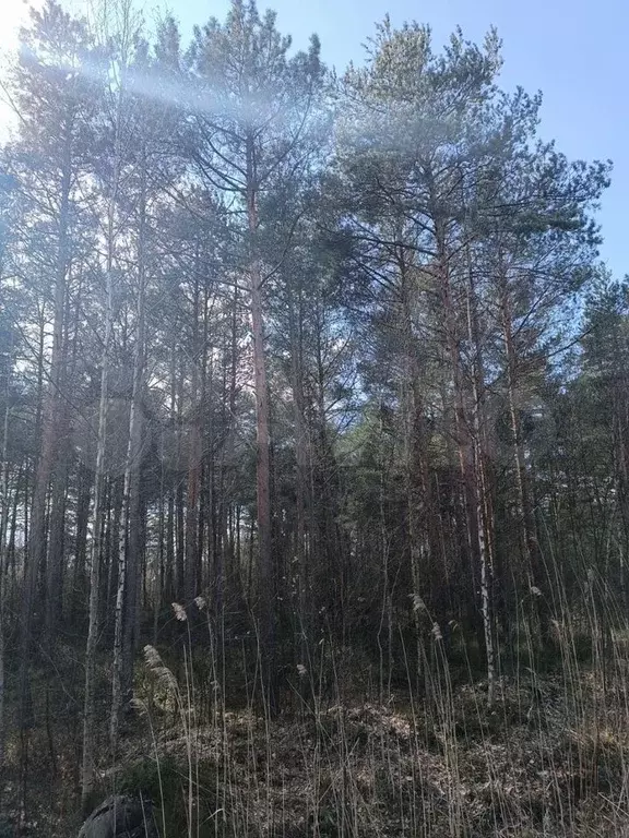 Участок 10 сот. (СНТ, ДНП) - Фото 0