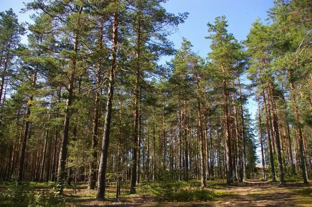 Участок в Ленинградская область, Выборгский район, Полянское с/пос  ... - Фото 1