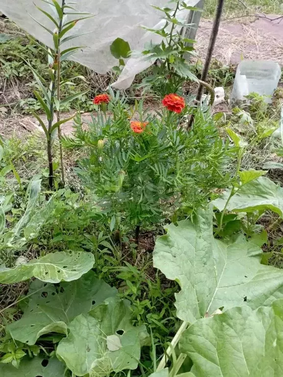 Участок в Амурская область, Благовещенск пос. Моховая Падь, Литер ... - Фото 0