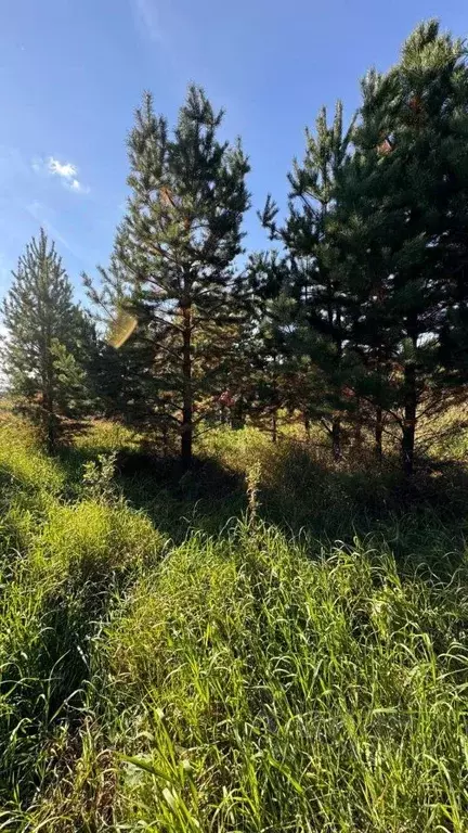 Участок в Свердловская область, Сысертский муниципальный округ, с. ... - Фото 2