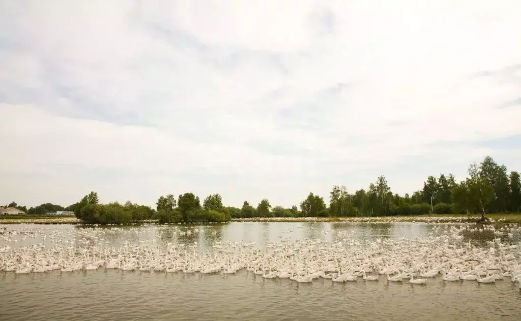 Склад в Курганская область, Катайск ул. Давыдова, 19А (43584 м) - Фото 1