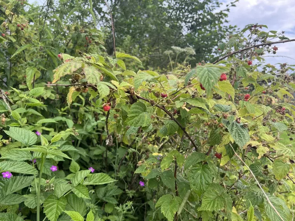 Участок в Владимирская область, Александровский муниципальный округ, ... - Фото 2