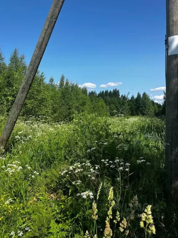 Участок в Вологодская область, Череповецкий район, д. Нова ул. Тихая, ... - Фото 1