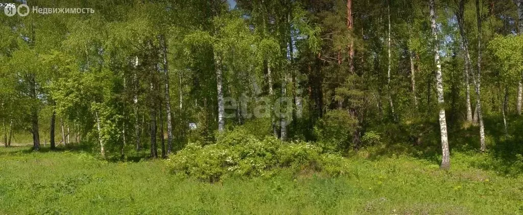 Участок в Майминский район, посёлок Турбаза Юность (20 м) - Фото 1