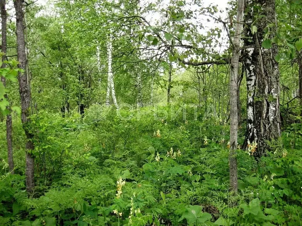 Участок в Тюменская область, Тюменский муниципальный округ, д. Большие ... - Фото 2