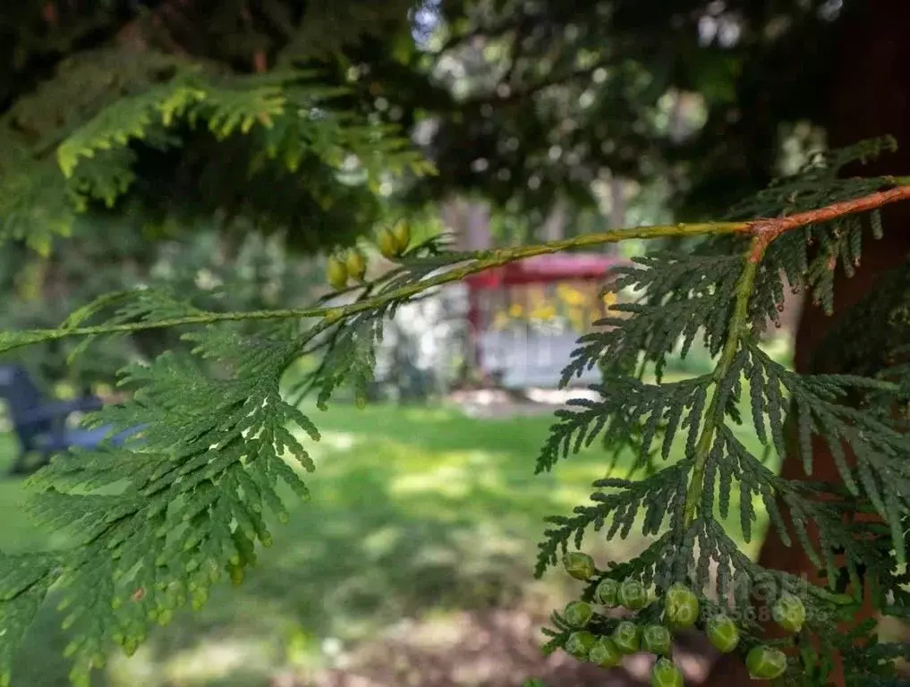 Участок в Москва ул. 10-я Новые Сады, 12С1 (10.0 сот.) - Фото 0