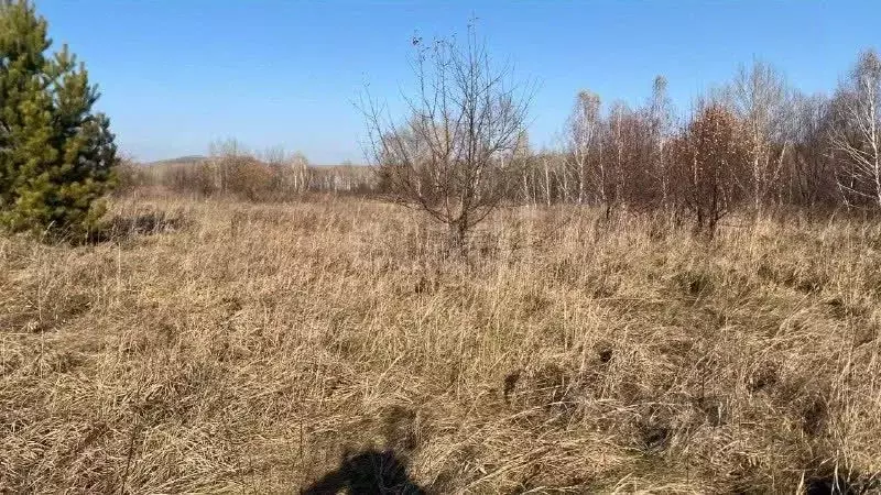 Участок в Алтай, Майминский район, с. Подгорное Центральная ул. (6.0 ... - Фото 1