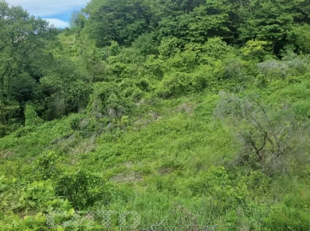 Участок в Краснодарский край, Сочи Ленинаканская ул. (6.51 сот.) - Фото 2