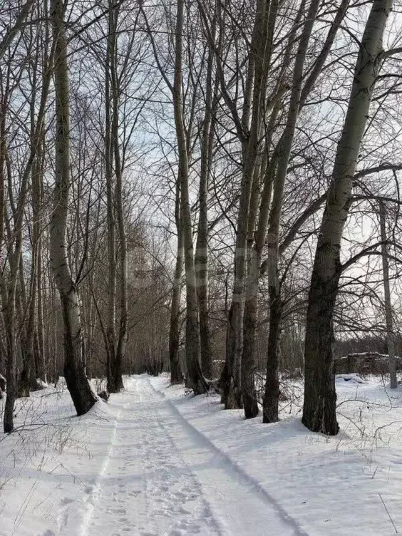 Участок в Новосибирская область, Искитимский район, Мичуринский ... - Фото 1