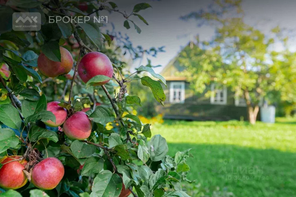 Участок в Ленинградская область, Гатчинский муниципальный округ, ПИЯФ ... - Фото 2