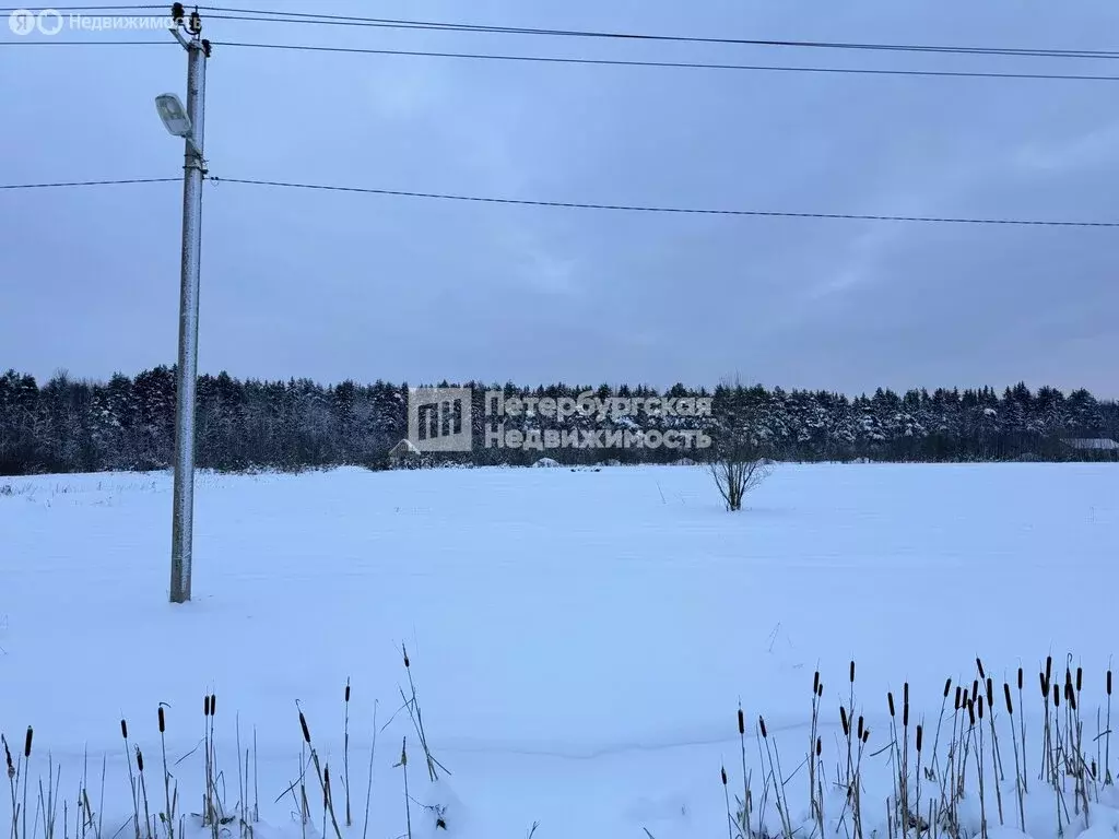 Участок в Отрадное, посёлок Петрушино, Полевая улица (10 м) - Фото 2