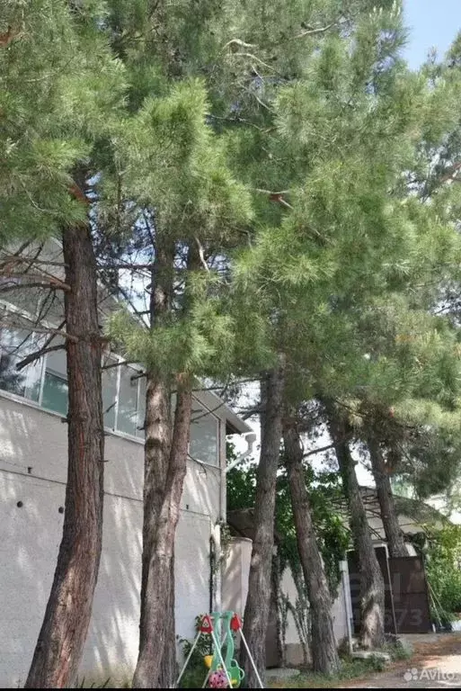 Дом в Краснодарский край, Геленджик городской округ, Бетта хут. ул. ... - Фото 1